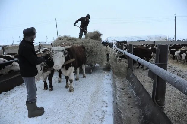 Погода золотари палласовский район. Племзавод красный октябрь Палласовский район. Красный октябрь Волгоградская Палласовский район. Школа красный октябрь Палласовский район. СПК красный октябрь Волгоградская область.