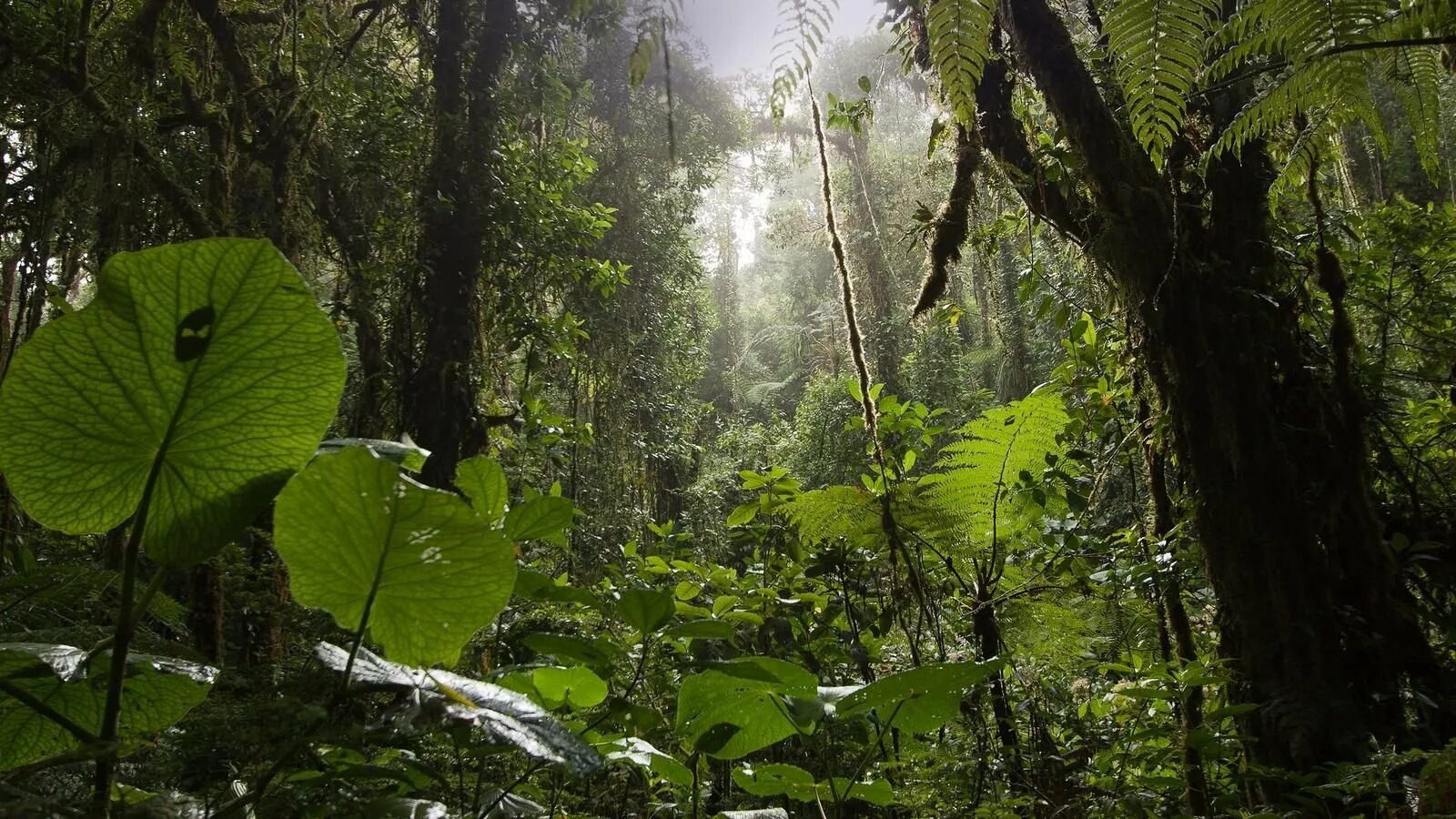 Леса несмотря на тропический зной не. Коста Рика тропический лес. Листопадные тропические леса. Тропический лес в Панаме. Тропический лес Сулавеси.
