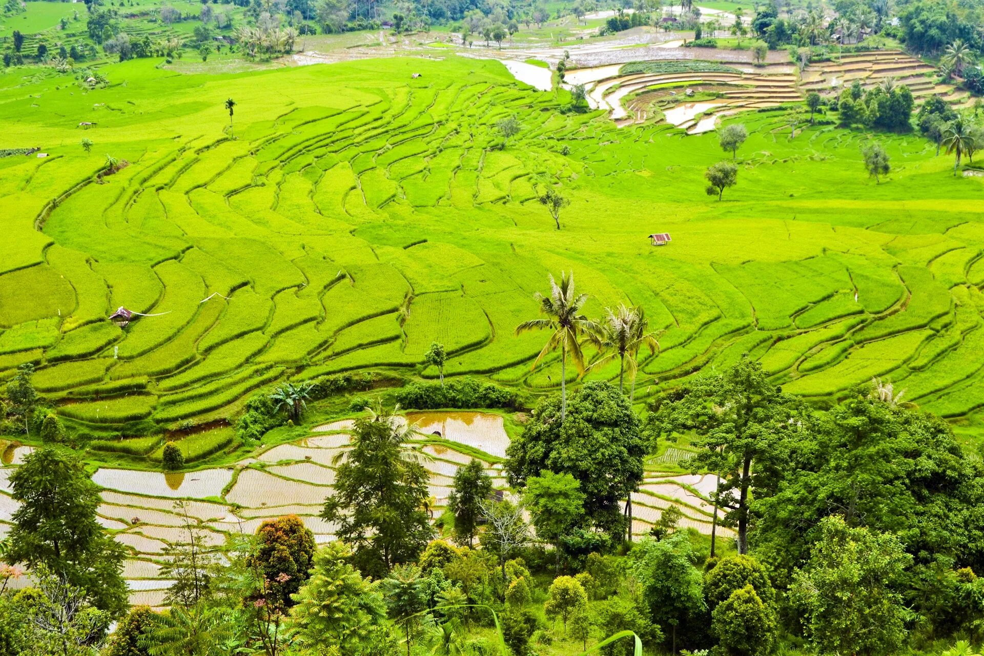 Суматра Индонезия рисовые поля. Сельскохозяйство Индонезия. Рисовые плантации Бали. Рисовые поля Бали Убуд. Отрасли малайзии