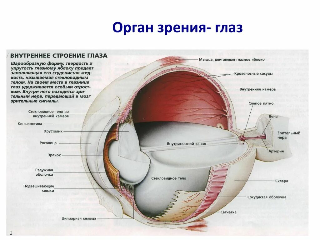 Органы человека глаза. Строение органа зрения (строение глазного яблока).. Строение глазного яблока Синельников. Строение глаза конъюнктива склера. Анализаторы. Строение глаза. Строение уха.