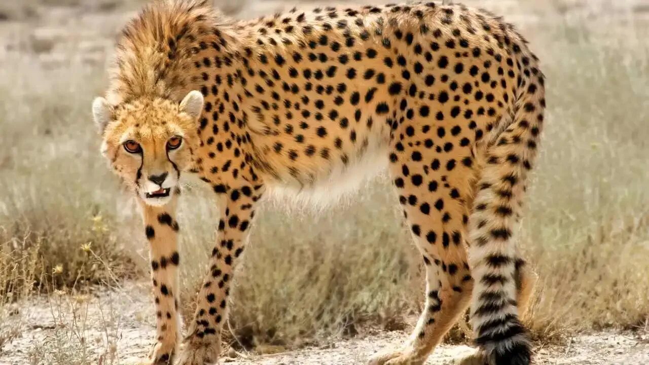 Африканский гепард. 2 гепарда. Шиншилловый гепард. Южноафриканский гепард. Леопард и гепард ягуар скорость.