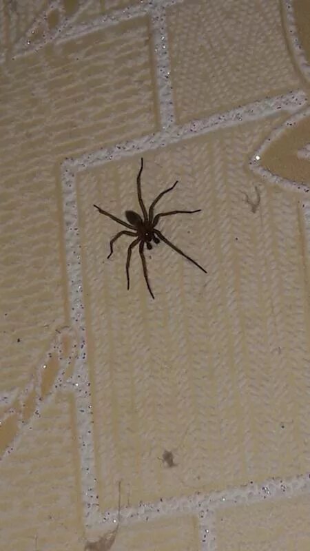 Домашние пауки в россии. Чёрный паук в доме. Черные пауки дома в России. Пауки в квартире. Огромные домашние пауки.