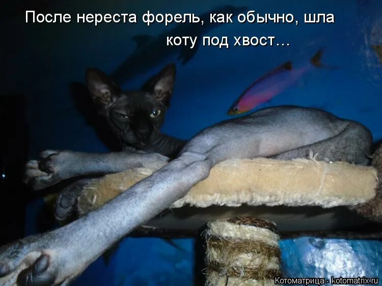 кошка обижает собаку. кот проходит мимо собак. кошка с задранным хвостом. ходить под хвост. коты обнимаются хвостами.