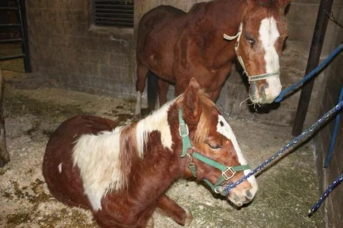 Лошадь ародолдительно жизни. Лошадь средняя. Самая старая лошадь. Табун брамби. Лошадь породы райд пони.