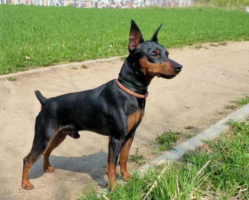 Собака маленький доберман как называется. Собака маленький доберман как называется. Мини доберман-пинчер. Мини доберман цвергпинчер. Собака маленький доберман как называется.