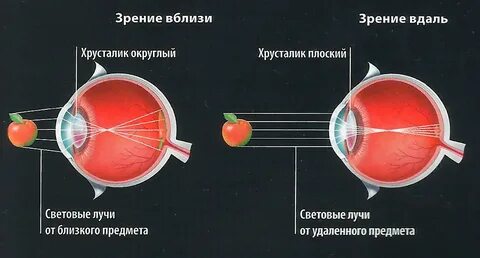 Хрусталик эластичен