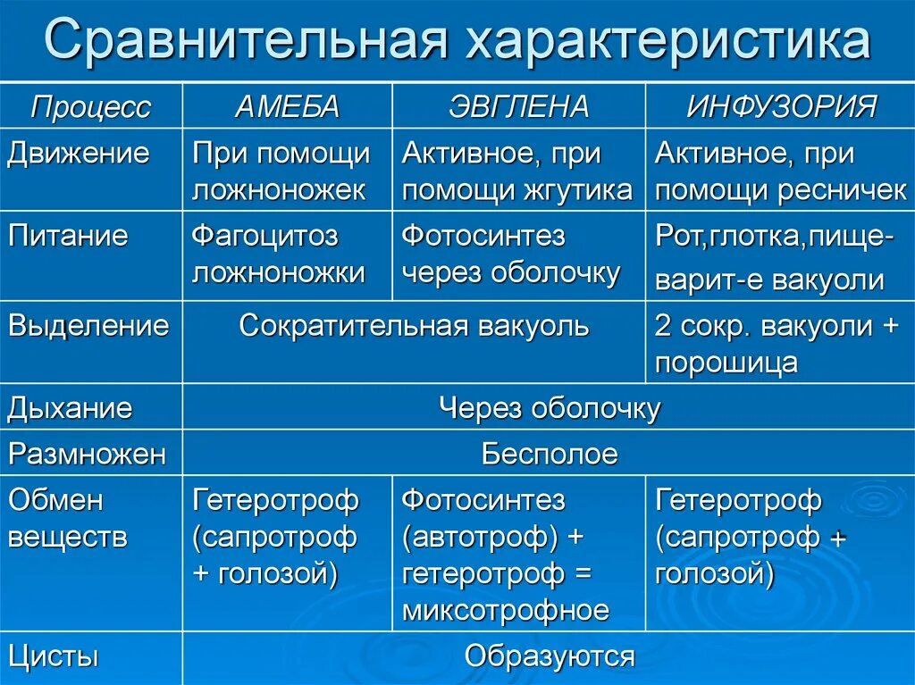 Сравнение амебы эвглены и инфузории таблица. Характеристика амебы и инфузории. Сравнение амебы и инфузории туфельки. Инфузория и амеба сравнение.