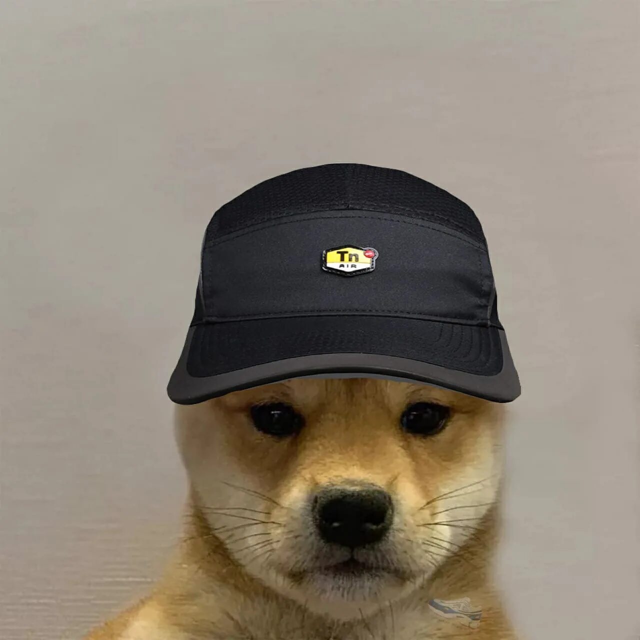 Ава собака мем. Собака в кепке. Доги в шапке. Шапка 'собака'. Собака в каске.