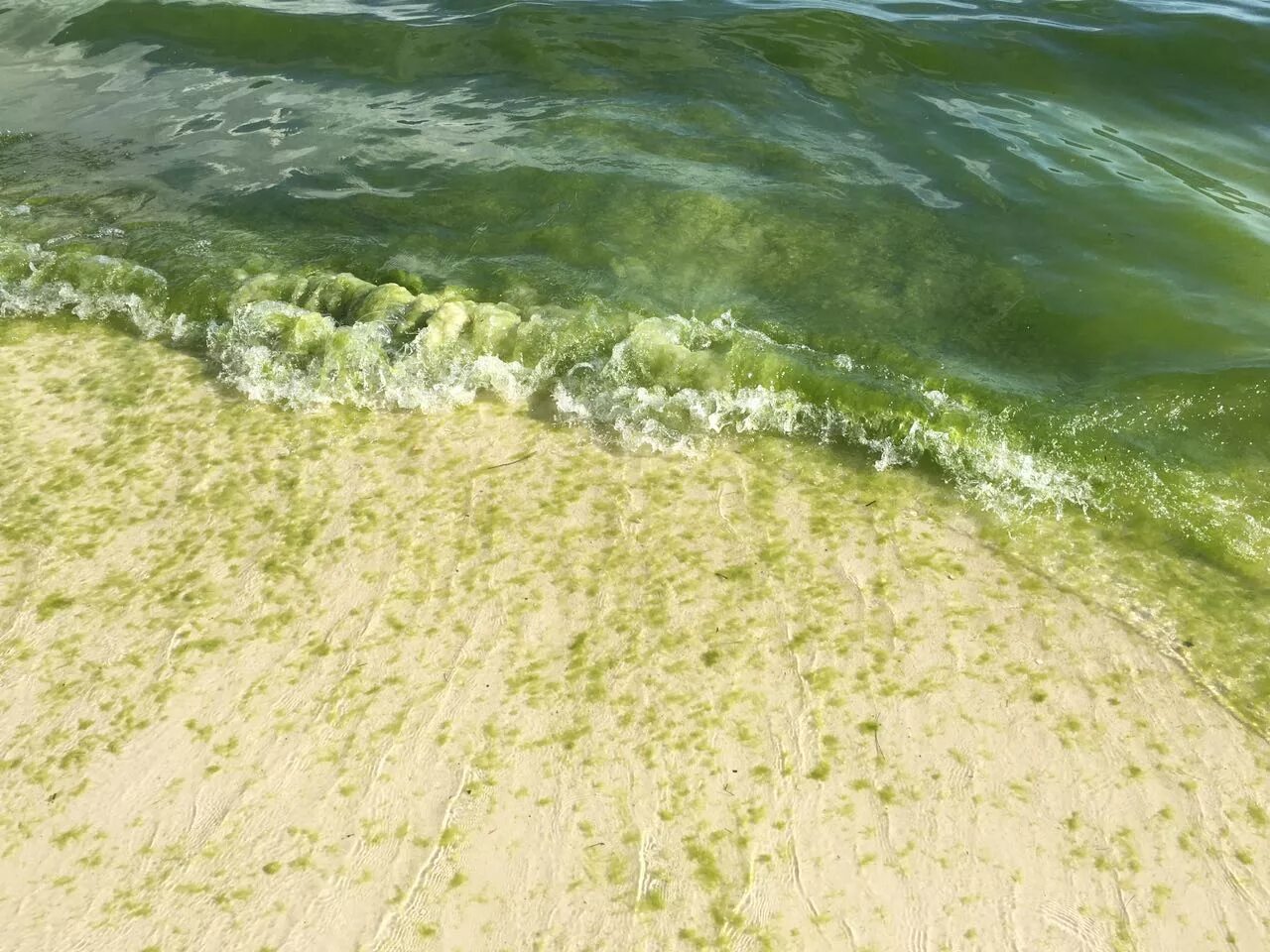 Водоросли в анапе. Цветение моря в Анапе. Цветение водорослей в Анапе. Черное море Анапа цветет водоросли. Цветение моря Витязево Анапа.