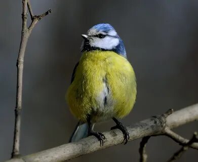 Клюв синицы