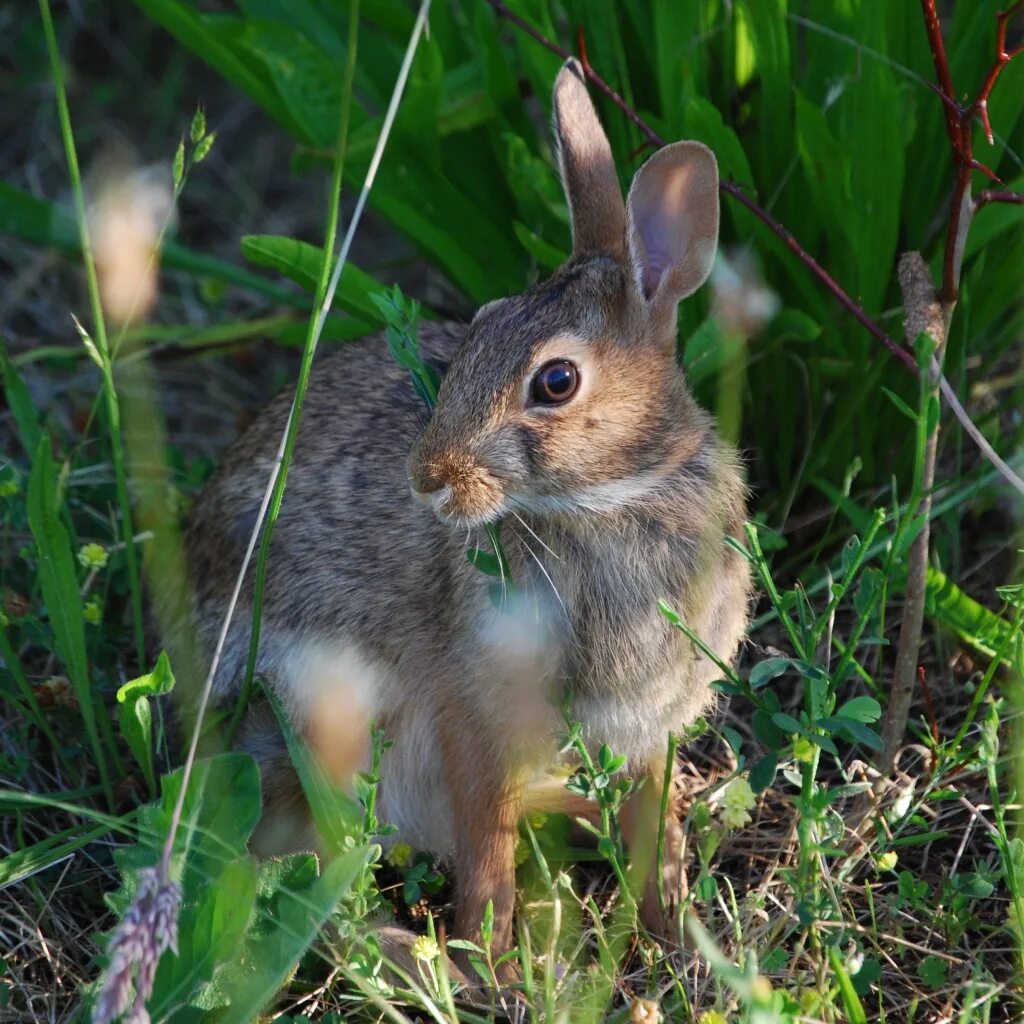 Зайчик в лесу. Под кустом. Заяц русак маленький. Дом зайца. Заяц русак с зайчатами.