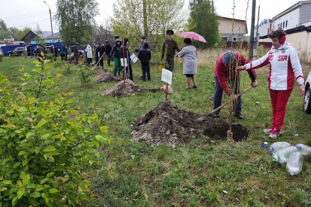 Всемирный день посадки леса. Фото посадки деревьев аллея памяти. Посадка деревьев РЖД. Мкр тополя Курган.