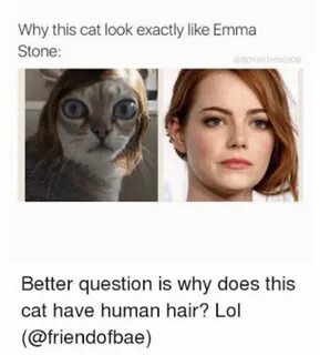 Emma stone cat meme ✔ wallpapers.news
