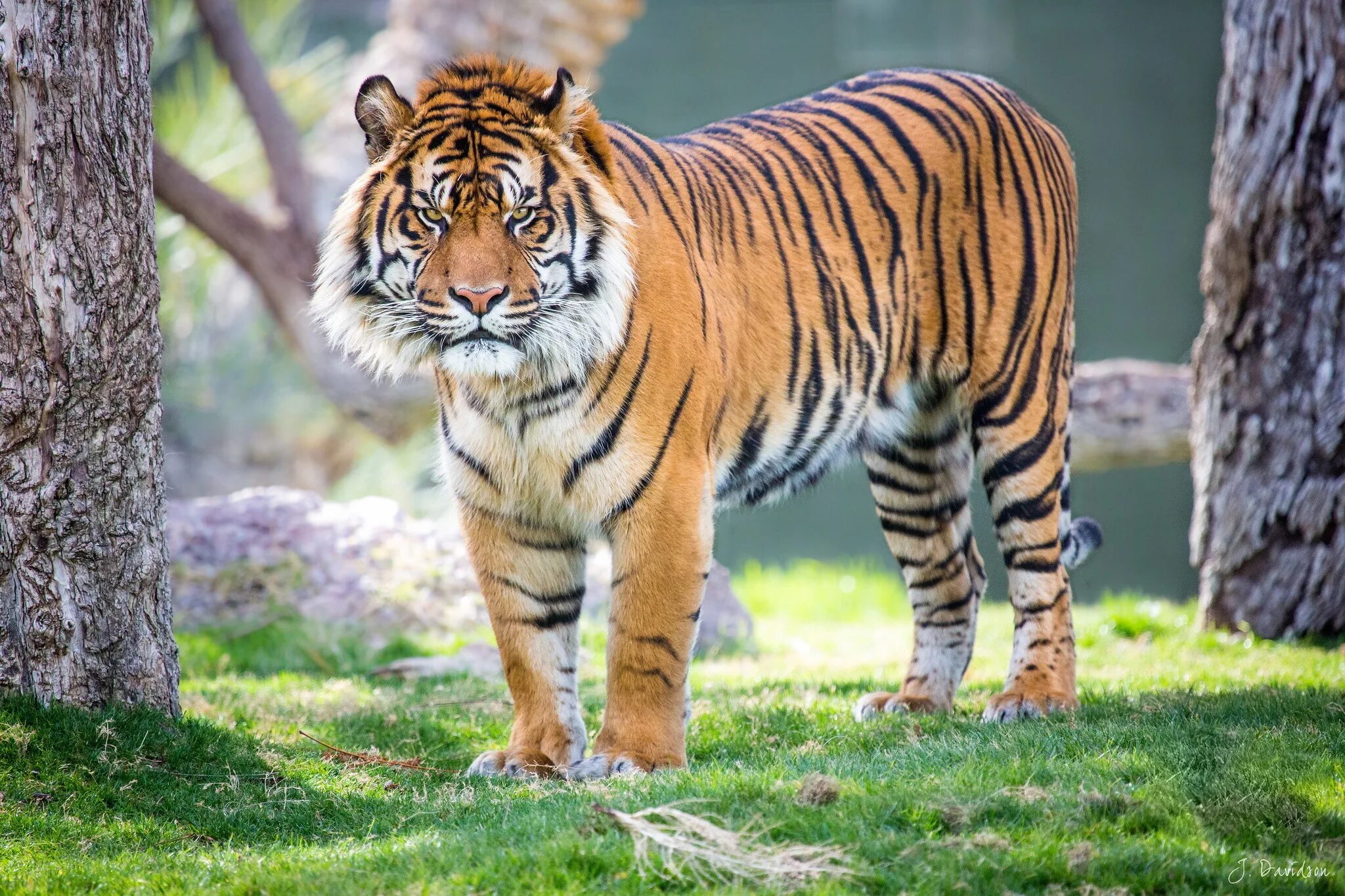 Animals images. Суматранский тигр. Тайгер тигр. Индокитайский тигр. Тигр 2 p.