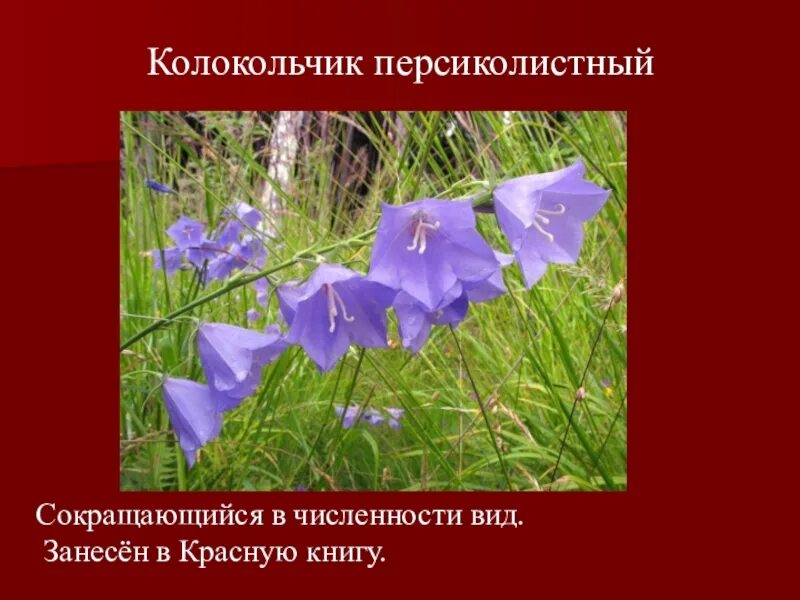 Занесён ли колокольчик в красную книгу россии. Колокольчик цветок красная книга. Колокольчик персиколистный красная книга. Колокольчик цветок красная книга. Колокольчик цветок красная книга.