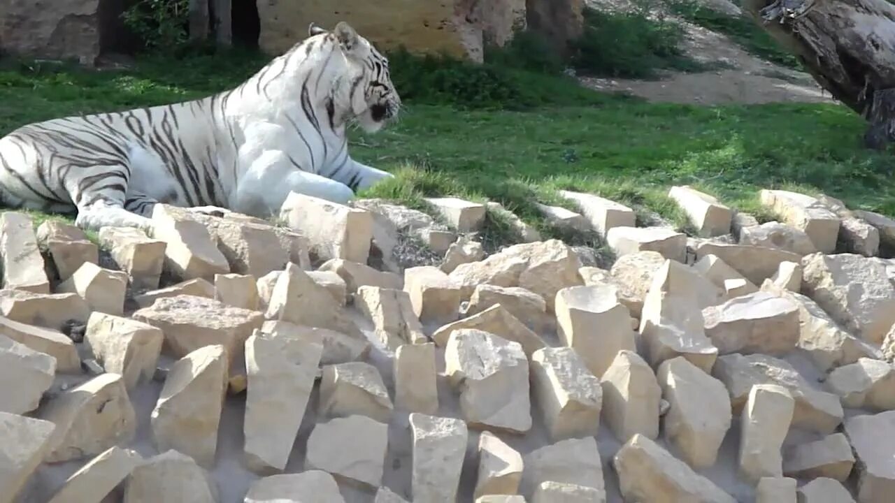 Riyadh Zoo. White Tigers in al Ain. Зоопарк 1 видео