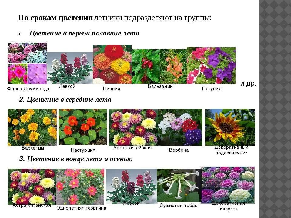 Однолетники двулетники многолетники таблица. Однолетние растения двулетние растения многолетние растения. Однолетние двулетние и многолетние растения таблица. Однолетние и многолетние цветы.