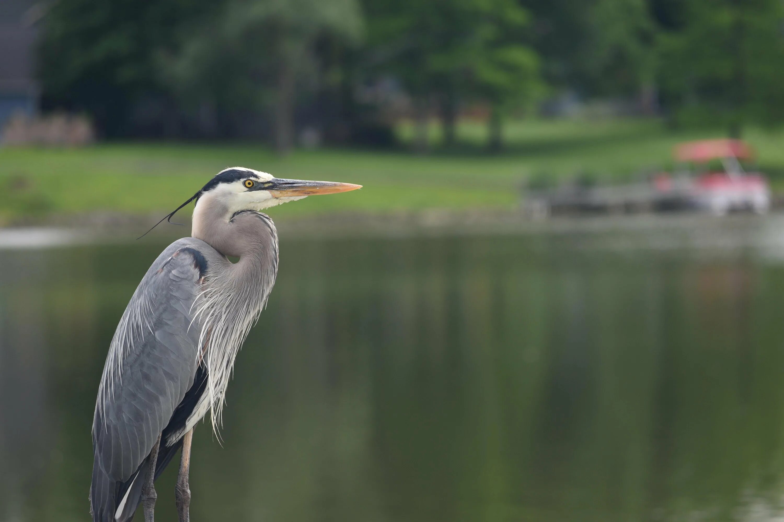 дальневосточный морской заповедник желтоклювая цапля. сон цапля. сорочья цапля. к чему увидеть цаплю. крупная серая птица.