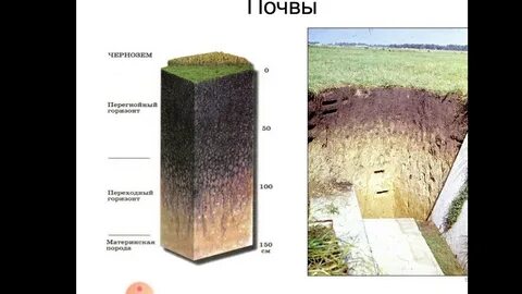 Почвы курского края