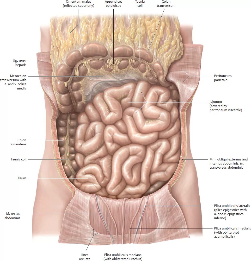 Тонкая кишка анатомия атлас. Анатомия брюшной полости тонкий кишечник.