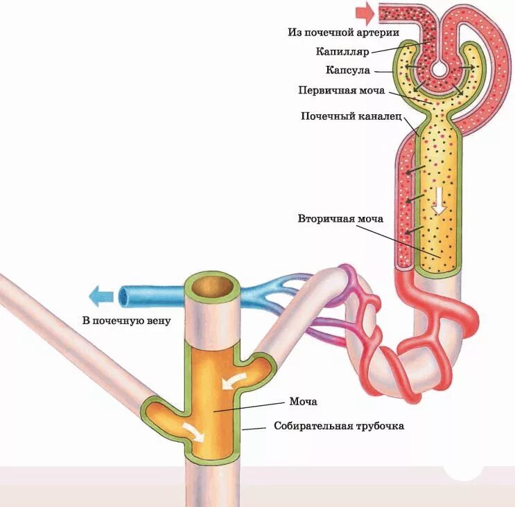 Строение почки и строение нефрона. Строение капсулы нефрона. Строение нефрона первичной почки. Строение почки капсула нефрона. Моча из капсулы нефрона поступает