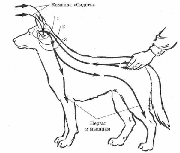 Команда сидеть. Схема образования рефлекса на команду сидеть. Схема выработки условного рефлекса на команду у собак. Схема выработки рефлекса на команду сидеть. Схема условного рефлекса дрессировка.