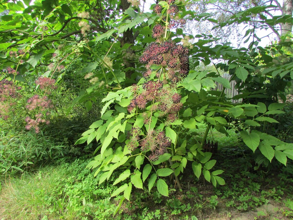 Аралия высокая. Аралия сердцевидная. Аралия маньчжурская (Aralia mandshurica). Аралия сердцевидная Шмидта. Аралия китайская Aralia chinensis.