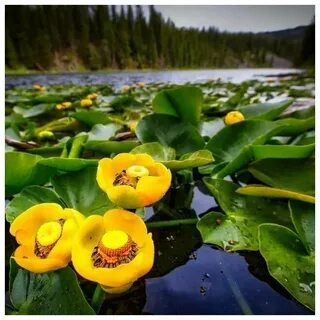 Посреди лесного озерца расцвела желтая кувшинка