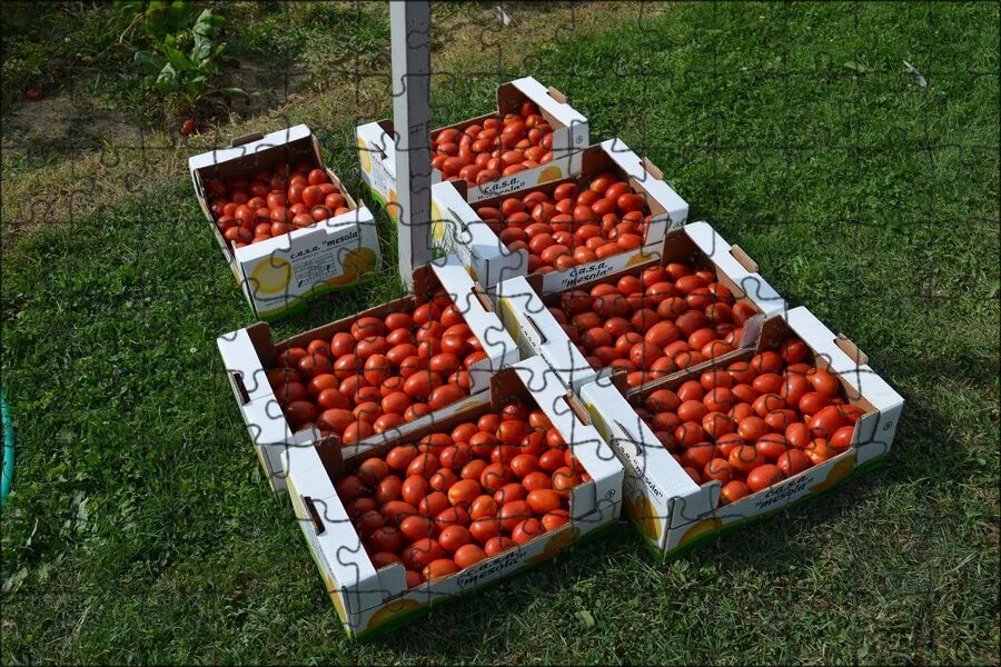 Помидоры в ящике. Овощи в ящике. Помидоры в лотке. Лоток для томатов.