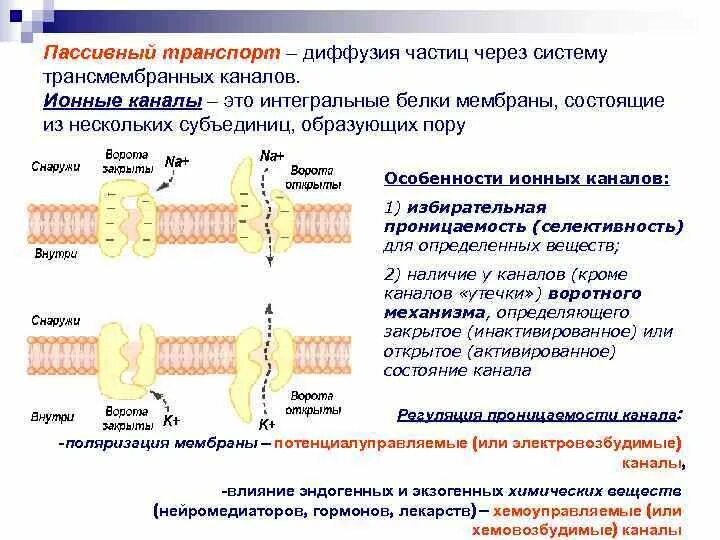 Активный и пассивный транспорт физиология. Вторичный активный транспорт. Первично активный транспорт механизм. Пассивный транспорт физиология. Активный и пассивный транспорт биология.