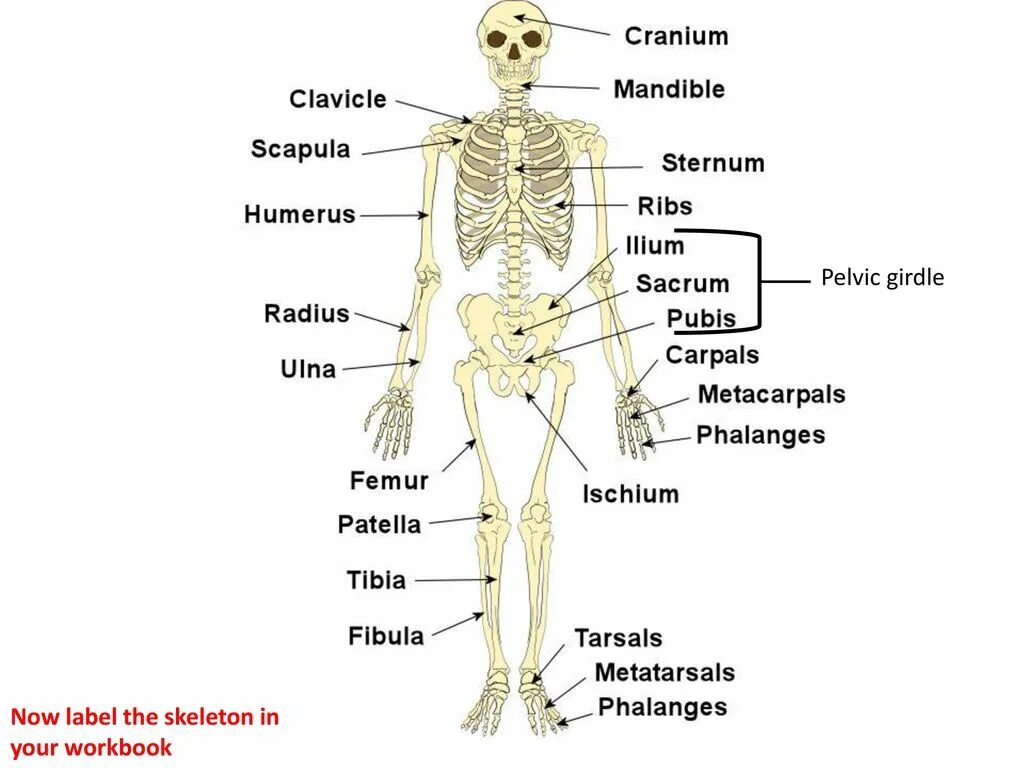 Скелет человека на латинском. Строение скелета на латыни. Название костей на латыни. Кости человека на латыни. Человек латинское название