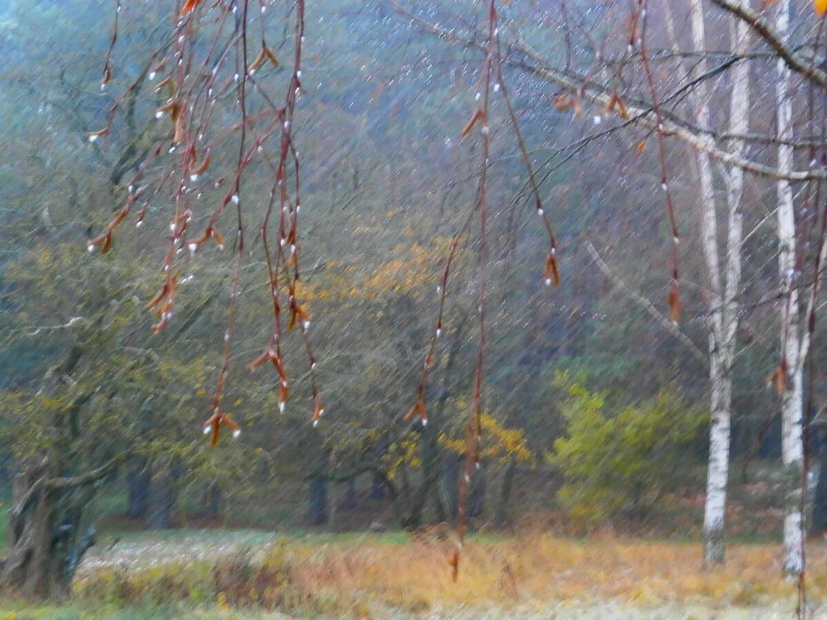 Осенние дождики вовсе впр. Первый снег первый дождь. Доброе утро природа осень дождь со снегом. Хорошего дня осень дождь снег. Дождливая Ноябрьская среда.