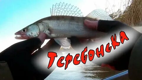 Приманки в астрахань
