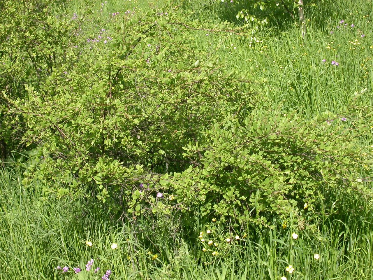 Береза приземистая Betula humilis. Береза низкая Betula humilis. Береза приземистая - Betula humilis Schrank. Береза приземистая (лат. Betula humilis). Береза приземистая