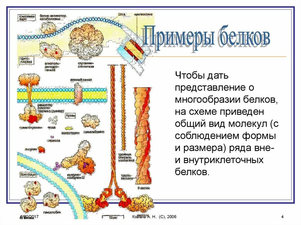 Наибольшее разнообразие белков