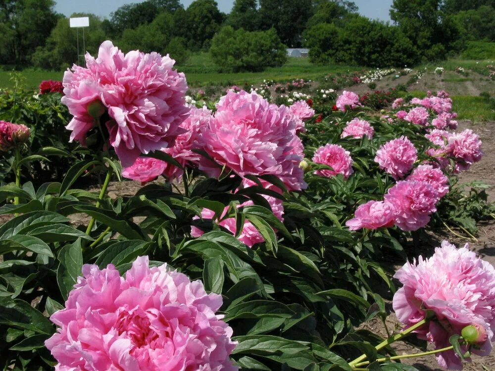 VIVID ROSE - Сад Красок