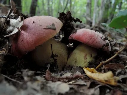 Съедобные грибы крыма названия