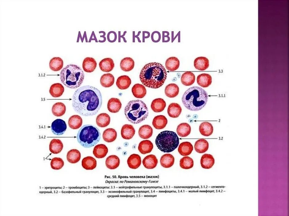 Форменные элементы формы. Мазок крови человека Азур 2 эозин. ￼ мазки крови для исследования лейкоцитарной формулы. Мазок крови человека гистология препарат. Мазок крови форменные элементы.