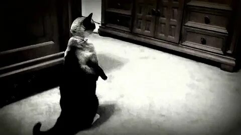 Кот призрак видео