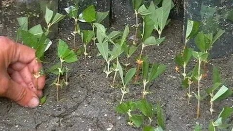 Укорененные зеленые черенки