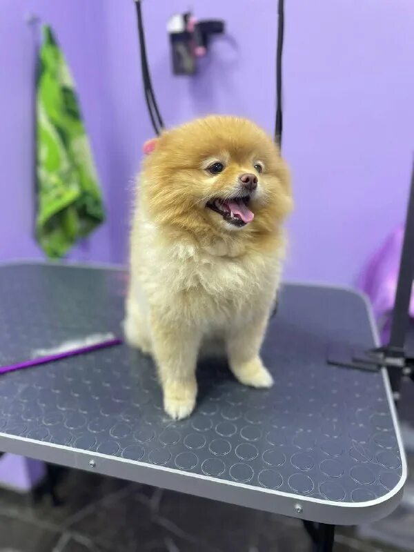 пушистый рай. пушистый рай 2024. меховой чехол для iphone 6s. акитсу мидори пушистый рай. пушистый рай 9.