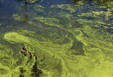 Сине зеленые водоросли в почве