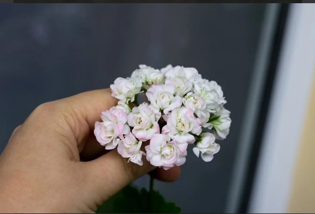 Пеларгония сорт april snow. Герань эйприл сноу. Эйприл сноу розебуд пеларгония. Эйприл сноу фото. Пеларгония розебудная april snow.