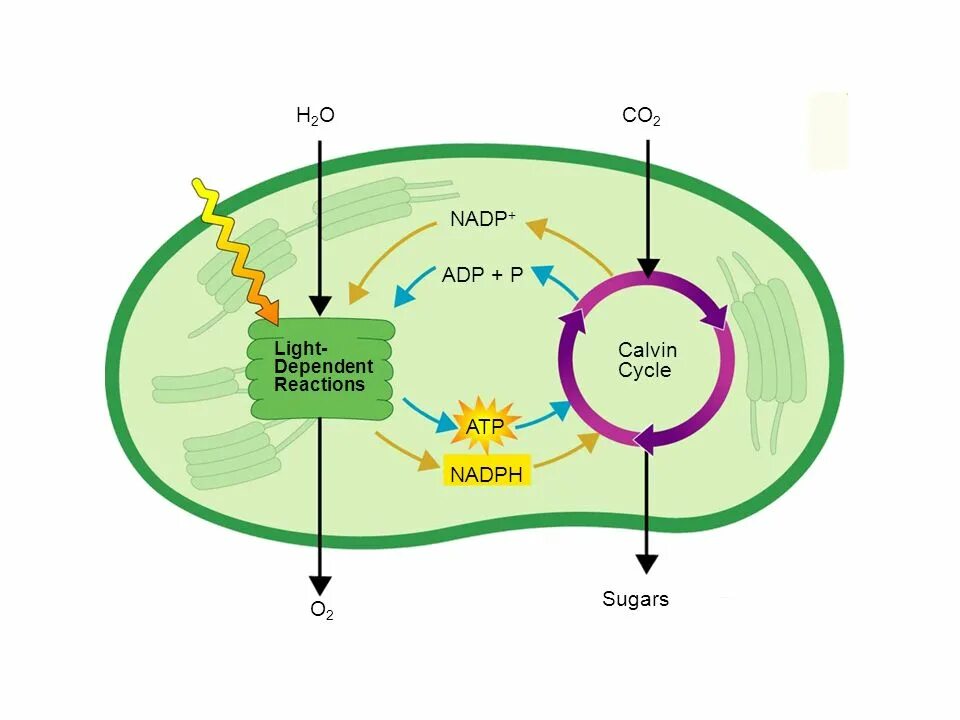 Цикл кальвина происходит в хлоропласта. Темновая фаза фотосинтеза схема. Электрон транспортная цепь фотосинтеза. Синтез АТФ фаза фотосинтеза. Цикл Кальвина в фотосинтезе схема.