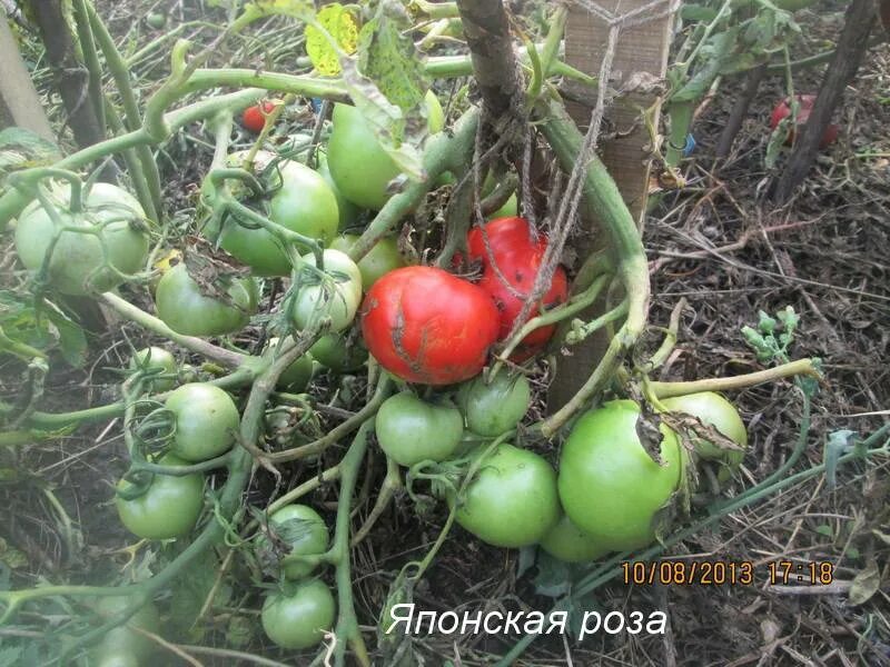 Томат японка описание урожайность. Томат японский розовый.