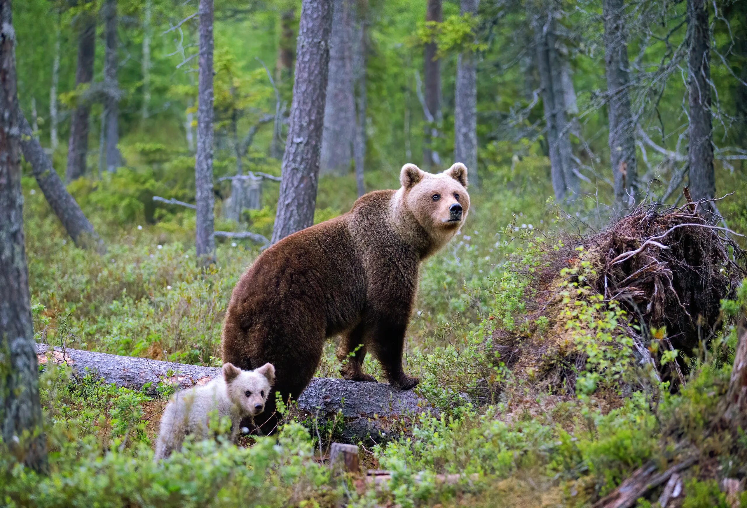Бурый медведь в ХМАО. "Медведи в лесу" Kim Norlien. Медведь в лесу. Природа медведь лес.