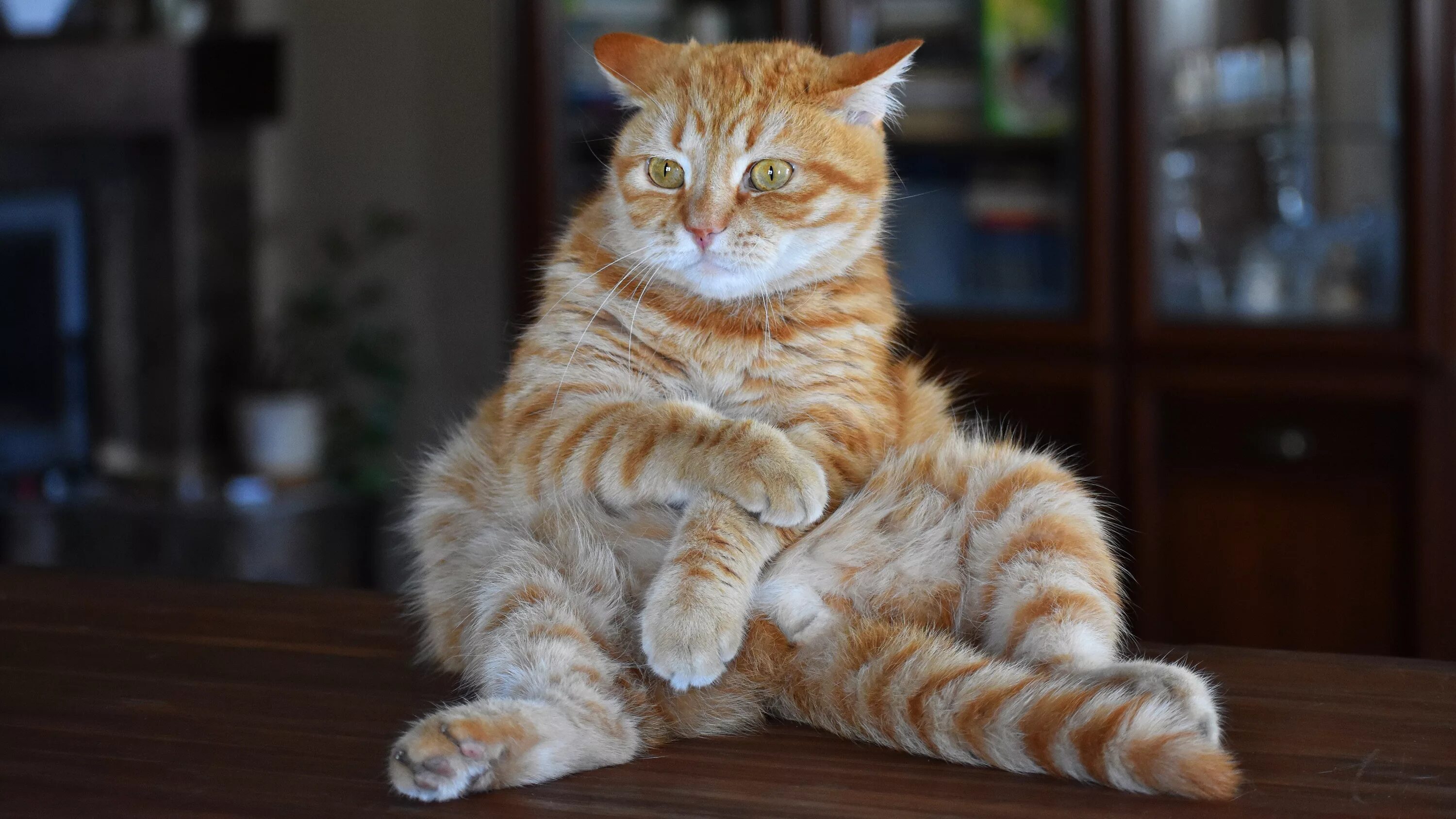 Коты рыжие веселые