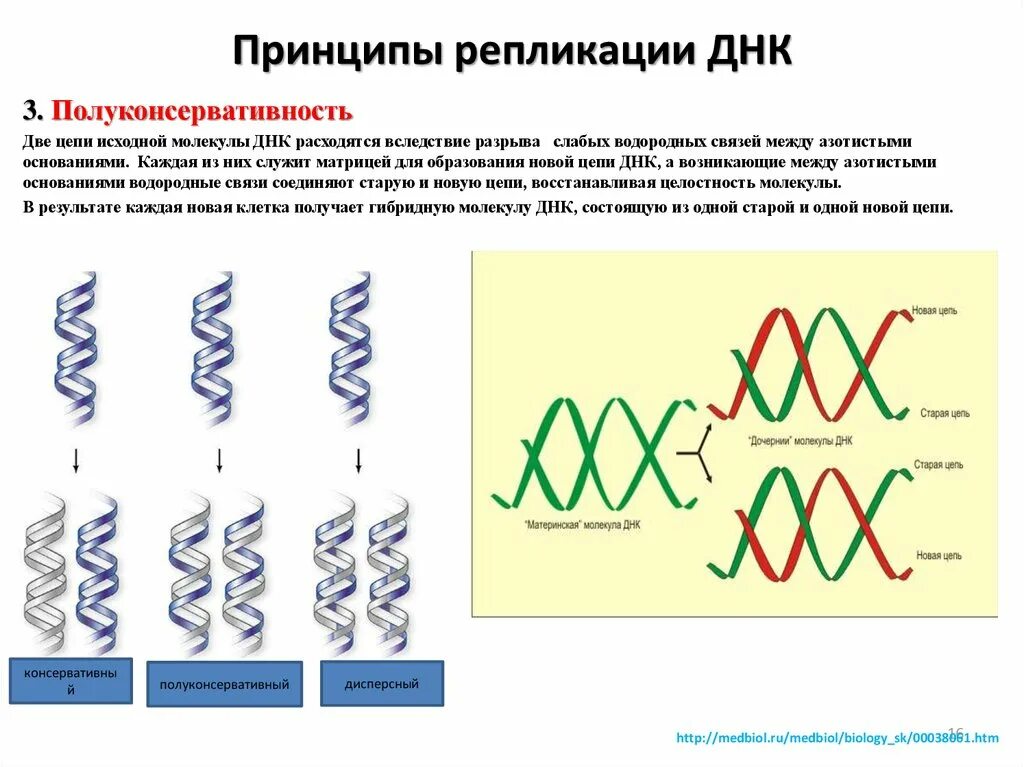 Процесс разрезания молекулы днк с помощью ферментов. Схема репликации молекулы ДНК. Репликация принципы репликации ДНК. Принципы репликации молекулы ДНК. Основные принципы репликации ДНК.