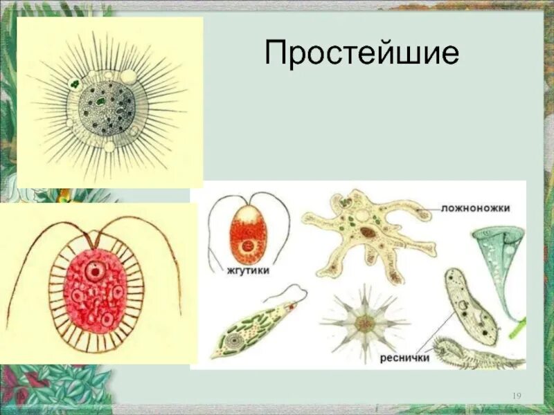 Передвигаются с помощью псевдоподий