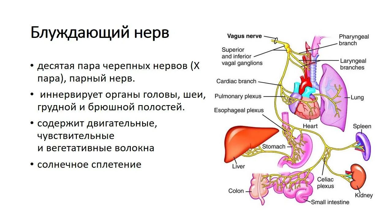 Блуждающий нерв 1 Нейрон. Блуждающий нерв nervus Vagus. Раздражение блуждающего нерва секрецию желудочного сока. Блуждающий нерв грудной отдел схема.